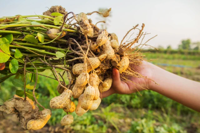 cacahuate-cultivo-mexico-agricultura